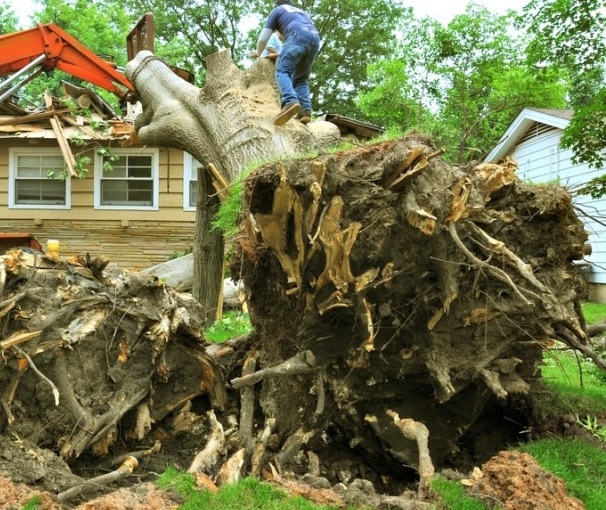 tree removal in progress